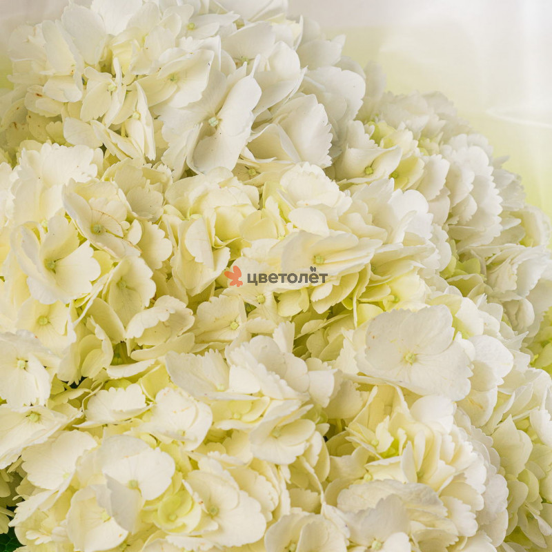 Лепестки чувств