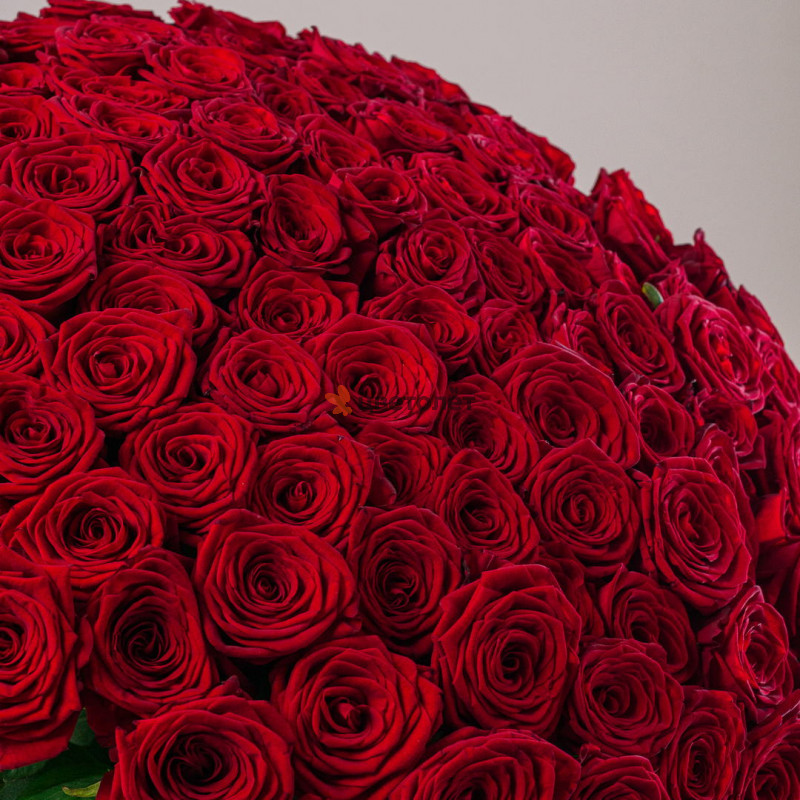 101 красная роза 70см