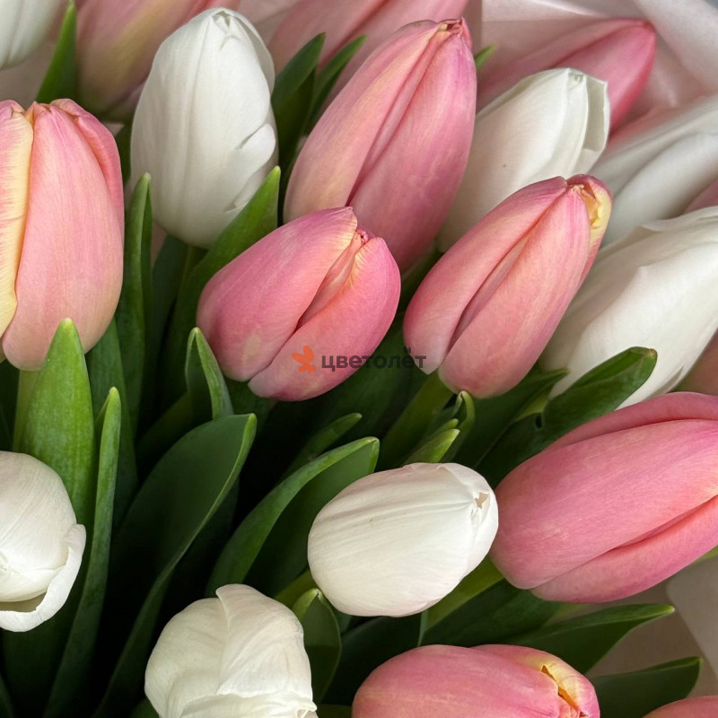 Тюльпаны бело-розовые 51 штука